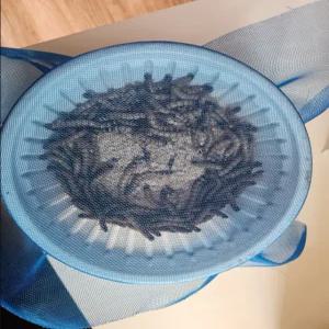 밀웜 성충 4-5cm 100마리(밀기울) 도마뱀 파충류 햄스터 먹이, 3개