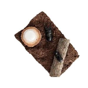 사슴벌레 암컷 성충 키우기, 암컷(30-34mm), 2개