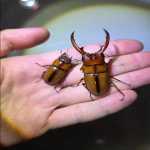 두점박이사슴벌레 한쌍 키우기(수컷 56-60mm, 암컷 30mm-)