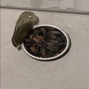 냉동 귀뚜라미 [크리캔] 대 (30g 약 70마리) 도마뱀먹이 파충류 크레스티드게코, 2개