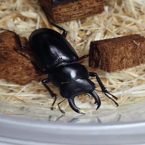 홍다리사슴벌레 키우기 & 관찰하기