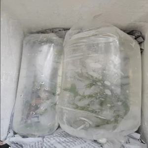 왕 잠자리 수채/유충 (수서곤충) 랜덤, 3개