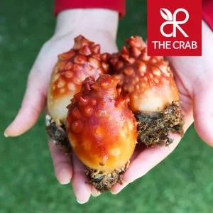 제철 활 멍게 5kg 멍게회