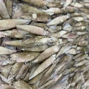 통찜용 급냉 한치 1kg 15-25미