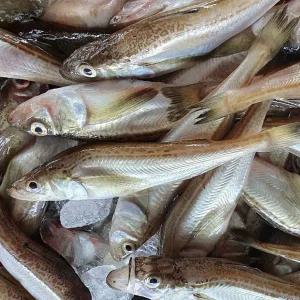 동해안 급냉 도루묵 1kg(20미 내외, 암수랜덤)