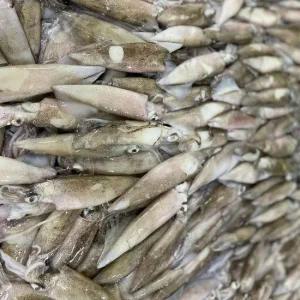 통찜용 급냉 한치 1kg 15-25미