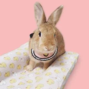 소 고양이스카프 반려동물 턱받침 A 애견스카프