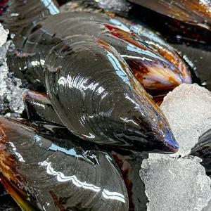 농가살리기 당일채취 통영 다듬이 활 홍합 1kg (손질완료)