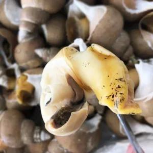 동해안 활 백고동(소소) 1kg내외/60-70미