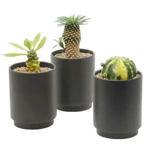 [골드스마일]다육이화분 도자기 식물 마사토 선물 세트 키우기쉬운식물