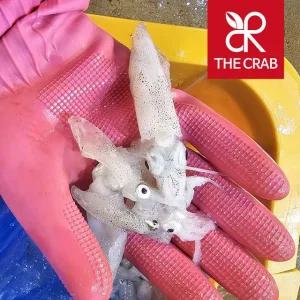 제철 활 호래기 꼴뚜기 500g 생물 냉동 회 숙회