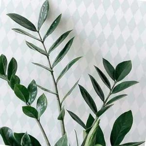 모서리실크벽지 셀프 혼자 뮤럴벽지 여성도배 모던벽지 53X34cm