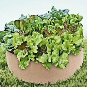 부직포화분 가든백 옥상텃밭 삽목화분 베란다텃밭 옥상텃밭 블루베리포트 삽목화분