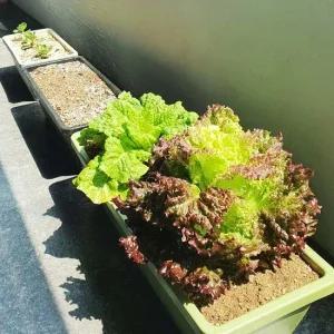 상추키우기 플라스틱 직사각형화분 빈화분 소형 플라스틱화분 텃밭화분 옥상텃밭