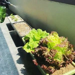 플라스틱 직사각형화분 빈화분 상추키우기 중형 플라스틱화분 텃밭화분 옥상텃밭