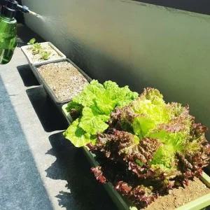 직사각형화분 플라스틱 빈화분 대형 상추키우기 플라스틱화분 텃밭화분 옥상텃밭