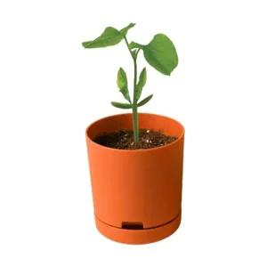 올인원 강낭콩 재배기 텃밭화분 세트 베란다텃밭 옥상텃밭 텃밭화분 가드닝용품