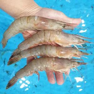 [푸디앤] 태안 자연산 급냉 대하 왕새우 1kg