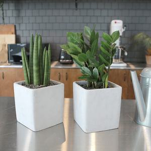 공기정화식물 소형 테이블화분 실내 거실 개업화분 몬스테라 스투키 뱅갈고무나무 행운목 금전수