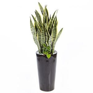 산세베리아C [OW-0023] [공기청정식물/실내관엽식물/집들이화분/화분배달/이사]
