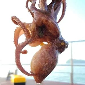 돌문어 / 남해안 삼천포 자연산 활 돌문어 1kg