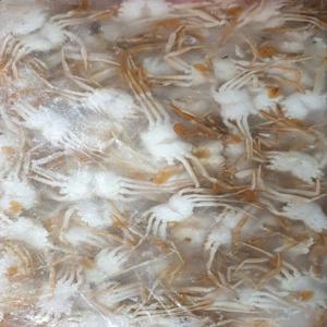 베이비크랩 1kg 게 튀김 냉동 꽃게