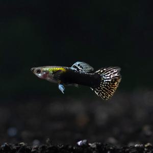 모자이크 드래곤 구피 10마리(암5,수5) 열대어 관상어 마리아쿠아