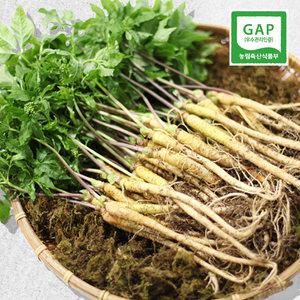 (엄마의농장) 새싹삼 중 20-25cm 내외 30뿌리