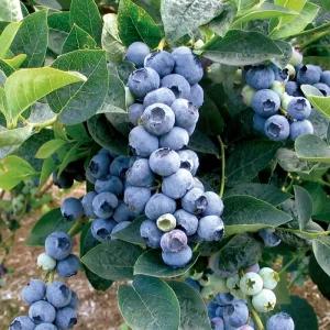 블루베리 묘목 2년생 포트묘