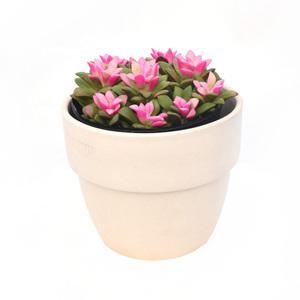 핑크취설송 Anacampseros Rufescens 미니다육 공기정화 반려식물 핑크선인장 플랜테리어 인테리어 서비내