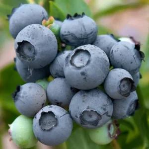 코빌 블루베리나무 묘목 2년생 포트묘 만생종 북부하이부시 대과 (목하원예조경)