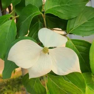 산딸나무 묘목 실생 1년생 특묘 노지월동 정원용 조경 꽃나무 수목 (목하원예조경)