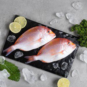 [길호수산]제주 황돔 2.4kg(16미내외)