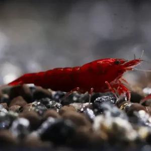 관상용 생이새우과 체리새우 키우기 수초판매