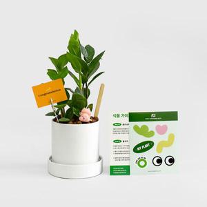 아트박스/마이플랜트 금전수 원형 세라믹 화분 세트 공기정화식물 돈나무