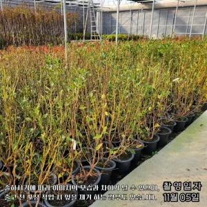 듀크 블루베리나무 4년생 7치 화분묘 조생종 북부하이부시 결실주 묘목(목하원예조경)