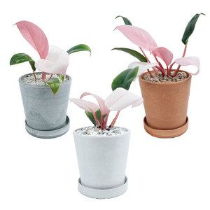 서비내 핑크 콩고 Pink Congo 완제품 인테리어 플렌테리어 강화플라스틱 공기정화식물 받침세트