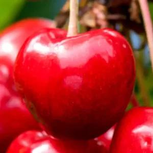 [충북농원] 스위트하트 체리나무 묘목 - 1~2년생/접목/일반대목