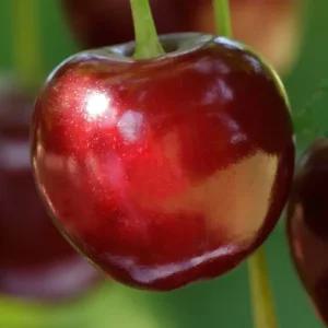 [충북농원] 타이톤 체리나무 묘목 - 1년생/접목묘/일반대목