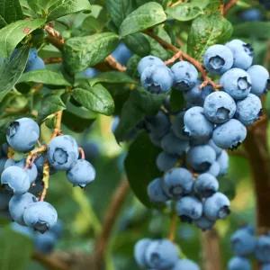 얼리블루 블루베리나무 묘목 2년생 포트묘 조생종 북부하이부시 (목하원예조경)