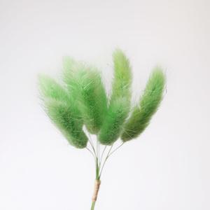 프리저브드 강아지풀 라그라스 녹색 말린꽃 만들기 재료