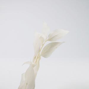 프리저브드 플라워 루스커스 화이트 아이보리 말린꽃 하바리움 만들기 재료