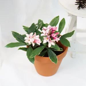 갑조네 천리향 소품 공기정화식물 꽃 화분 인테리어