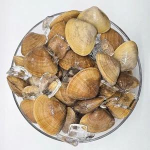 [통영수산물시장] 제철 국내산 명주조개 1kg 19미내외