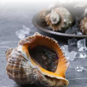 [남도미향]고흥 자연산 참소라 1kg (중사이즈,7-9미)