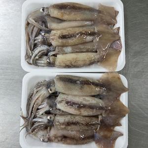 원양 급냉 초코 오징어 1kg 10-14미 원양산오징어 급냉오징어 배오징어 수입 냉동 오