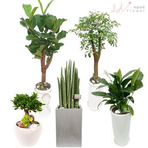 서울 종로구개업화분배달 종로구 승진화분 해피트리 전국꽃배달 라플라워