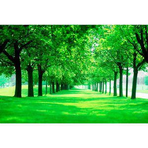 원시림 나무 벽 스티커 포스터 잔디공원 숲 그린 자연풍경 벽지 거실 인테리어 그림