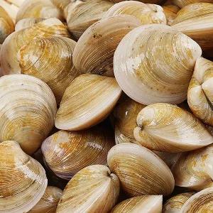 [지투지샵]생물 모시조개 3kg