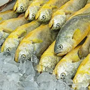 냉동 부세조기 3.4kg 6미/12미/15미/19미/26미